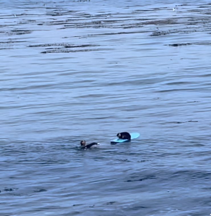 Surfująca wydra na Oceanie Spokojnym. To nagranie jest hitem