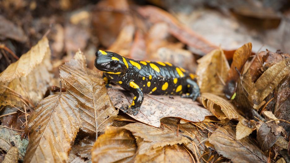 Salamandra Plamista. Płaz coraz częściej pojawia się w Polskich lasach