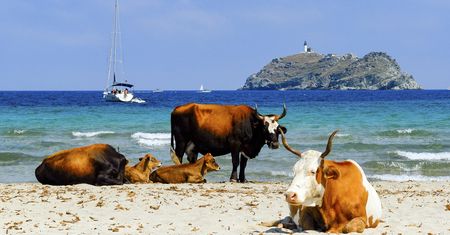 Korsyka. Agresywne krowy atakują plażowiczów
