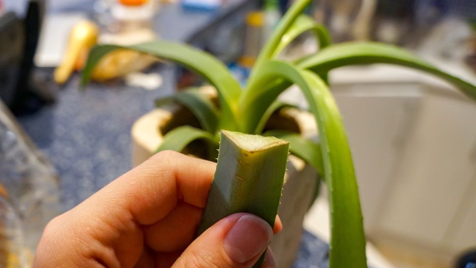 Jak uratować złamany aloes?