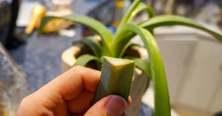 Złamany aloes? Ten prosty patent go uratuje