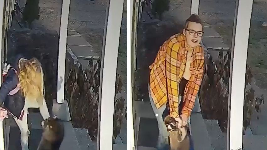 Szop zaatakował dziewczynkę 