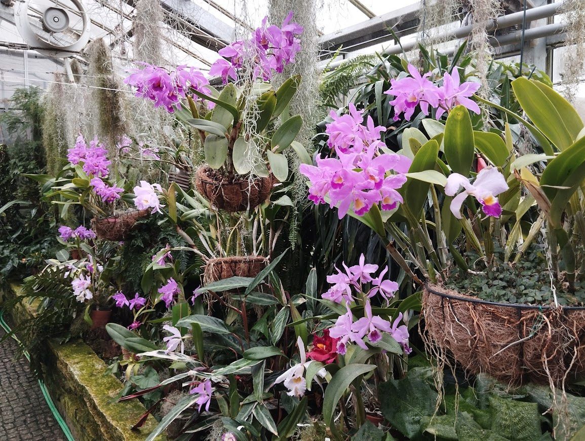 Alejki storczyków robią na żywo wielkie wrażenie