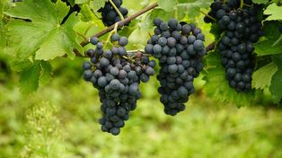 Tarnów: "Święto Kowala" na winnicy. Były degustacje, występy, pokaz kowalski oraz poszukiwania ukrytej podkowy