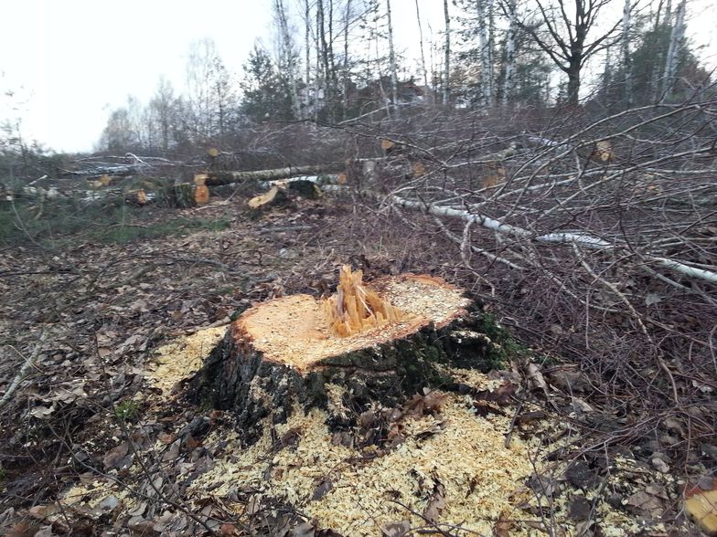 Wycinka drzew srogo ukarana. Ponad milion zł powstrzyma lawinę?