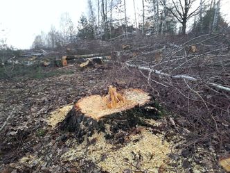 UNESCO wzywa do natychmiastowego zaprzestania wycinki drzew