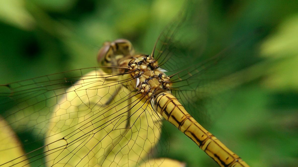 Sekrety mobilnej fotografii: zdjęcia makro 1