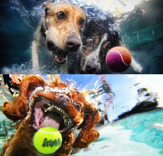 NIESAMOWITE zdjęcia psów pod wodą! (FOTO)