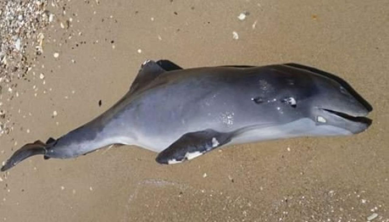 Od początku wojny zginęło tysiące delfinów