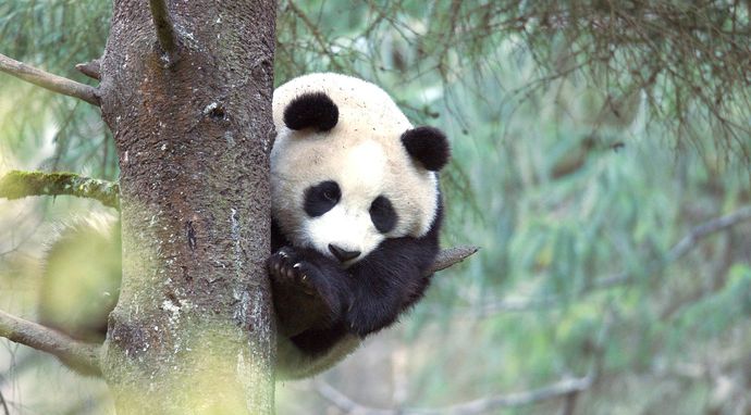 Panda. Powrót w dzikie ostępy