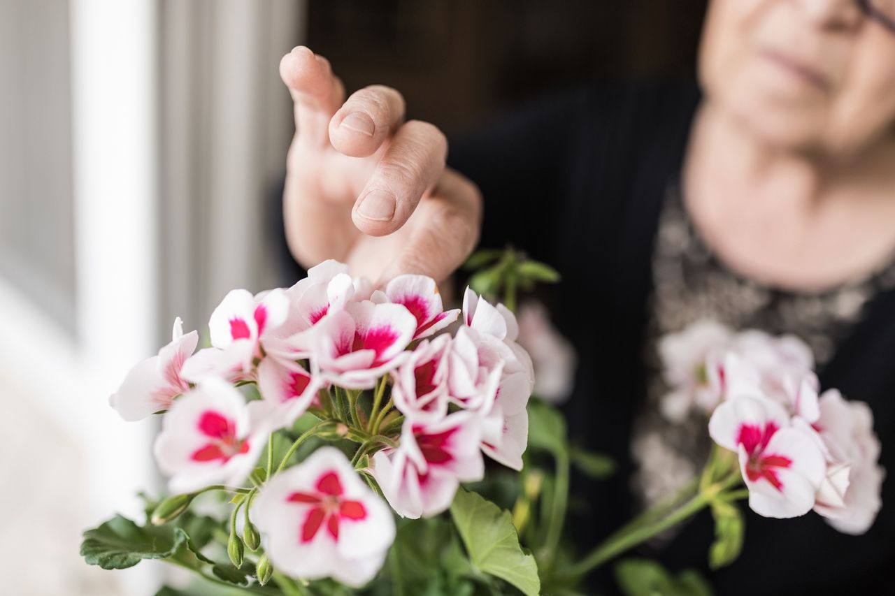 Trik na pelargonie. Wsyp łyżeczkę, a na pewno się odwdzięczą