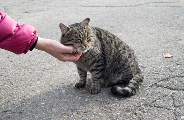 Ratusz wyda ponad 1,5 mln zł na karmę dla kotów. "Zapobiegają rozmnażaniu się gryzoni"