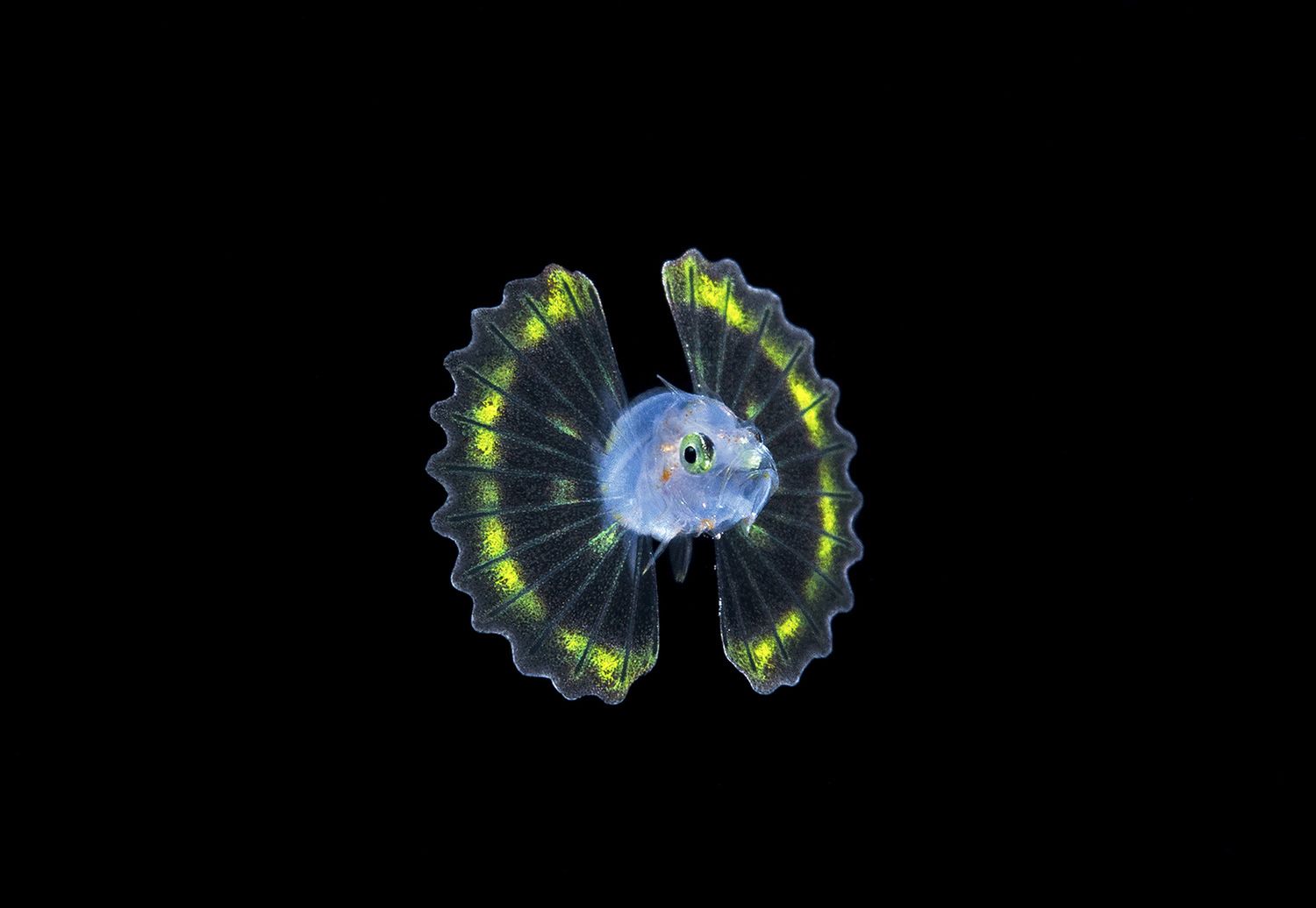 Takiego świata nie znacie. Oto najpiękniejsze zdjęcia podwodne w konkursie Underwater Photographer of the Year 2017 18