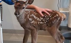 Jeżów Sudecki. Jelonek trafił do schroniska. Dobrzy ludzie, tak nie pomagajcie!