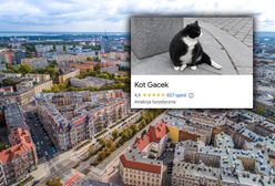 Kot Gacek to żywa atrakcja Szczecina. "Warto było jechać trzy godziny"