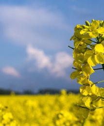 Olej rzepakowy z kampanią marketingową. Unia dała pieniądze
