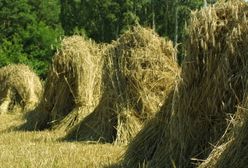Producenci: brak wiarygodnych danych o powierzchni upraw zbóż i rzepaku