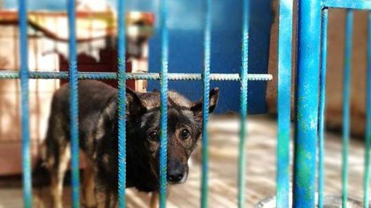 Koronawirus w Warszawie. Wolontariusze powrócili do Schroniska na Paluchu