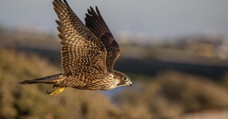 Najszybszy ptak świata w Tatrach. Spada na ofiarę jak pocisk