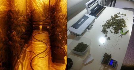 Policjanci weszli do salonu tatuażu na Czechowie. W środku rosły konopie, zabezpieczono duże ilości narkotyków