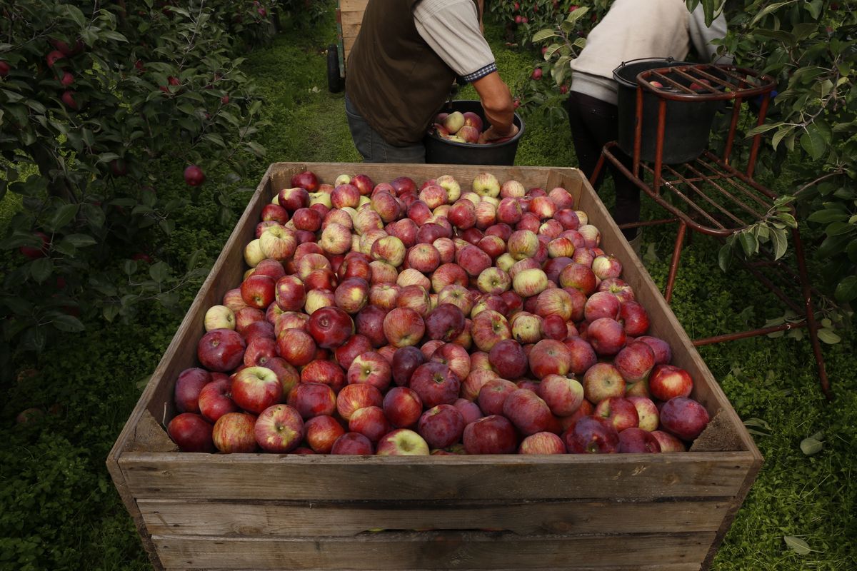 Według Związku Sadowników RP, w tym tygodniu ceny jabłek przemysłowych w wielu skupach spadły o ok. 10 gr za kg 