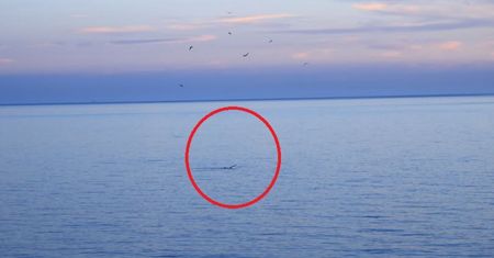 Zauważyli go z lądu. Rzadki gatunek pojawił się przy plaży w Chorwacji