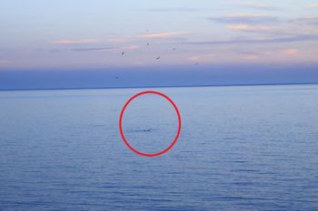 Zauważyli go z lądu. Rzadki gatunek pojawił się przy plaży