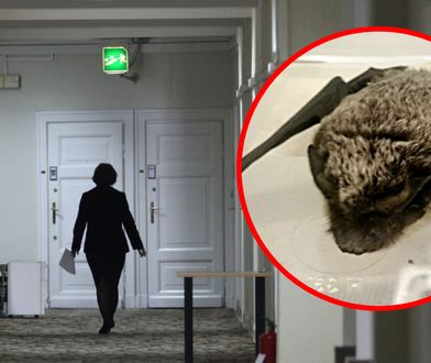 Warszawa. Nietoperz w sejmowym hotelu. "Batman odwiedził posłów"