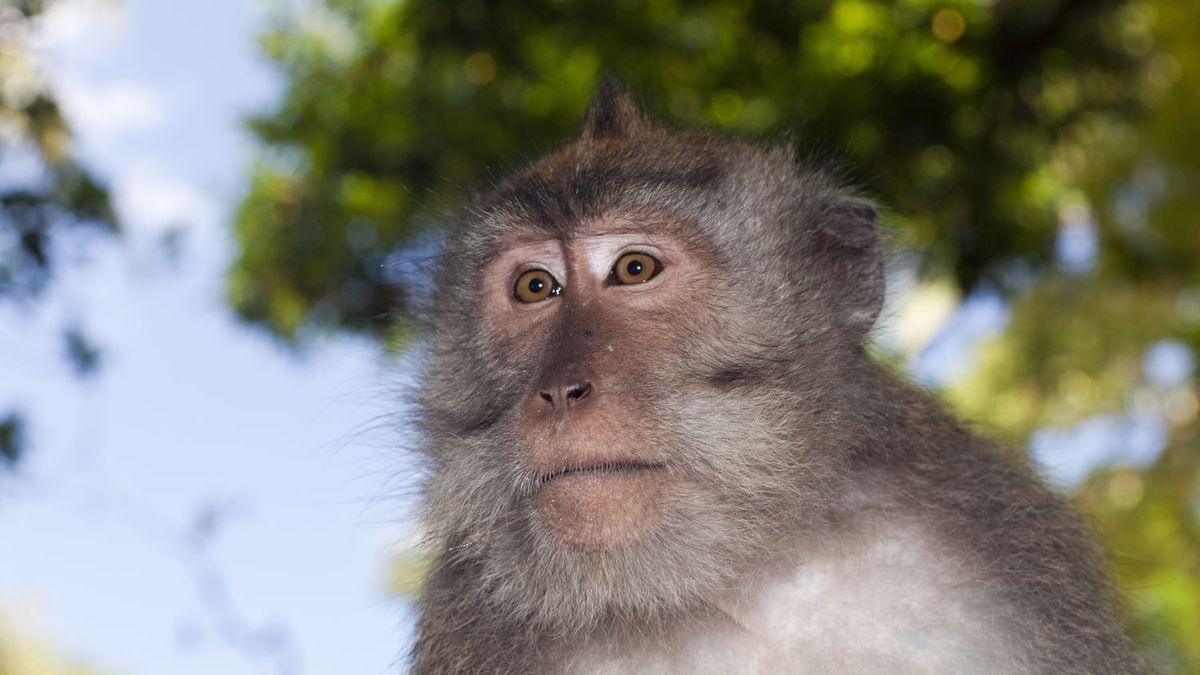 Małpa uciekła z próbkami do badań nad COVID-19. Wcześniej zaatakowała pracownika laboratorium