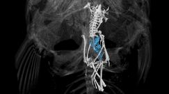 Ryba z niespodzianką. Oniemiał, gdy prześwietlił jej wnętrze