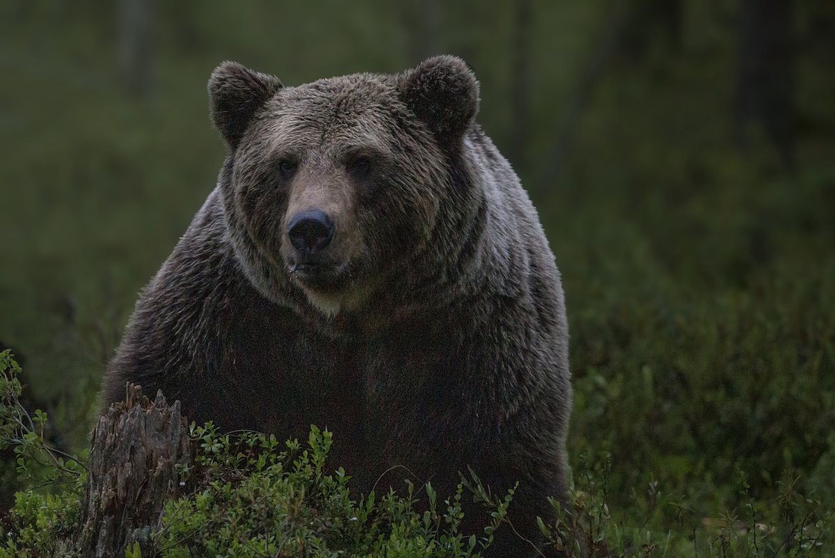 Atak niedźwiedzia w Bieszczadach