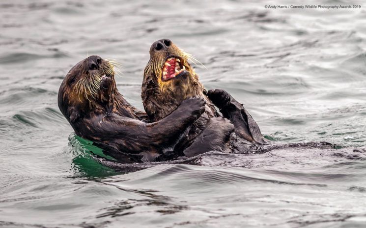 Najśmieszniejsze zwierzęta w konkursie Comedy Wildlife Photography Awards 2019 16