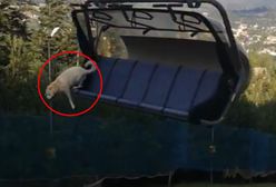 Pies zeskoczył z wyciągu. Jest decyzja prokuratury