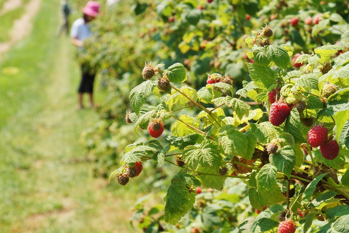 Plantatorzy mówią, że zbiór malin przestaje się opłacać 