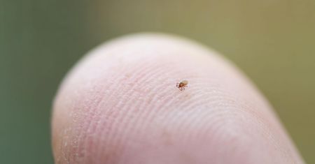 Nimfa kleszcza – jak wygląda i czy jest groźna?