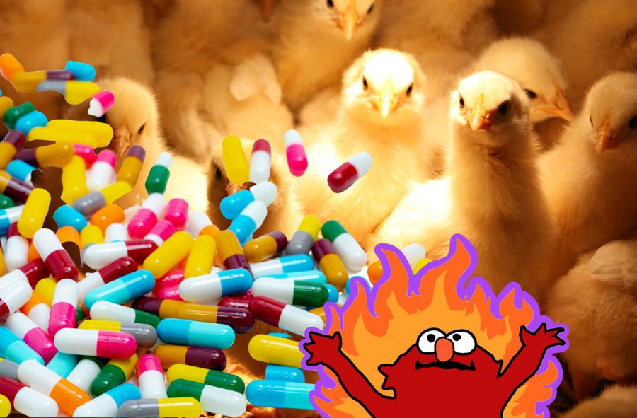 Antibiotics in drinking water around poultry farms. Scientists raise the alarm