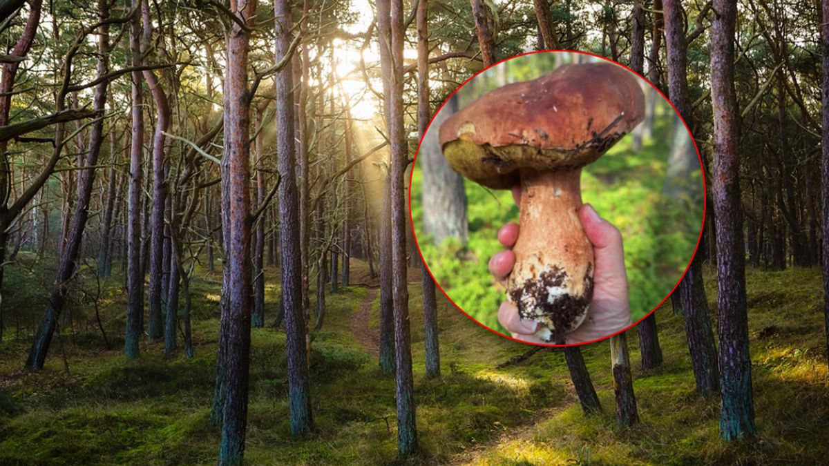 Ogromny grzyb znaleziony w Końskich.