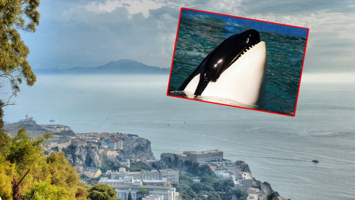 Tajemnicze zachowanie orek