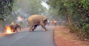 Mały słoń w płomieniach. Zdjęcie, które łamie serca, wygrało w konkursie Sanctuary Wildlife Photography Awards 2017
