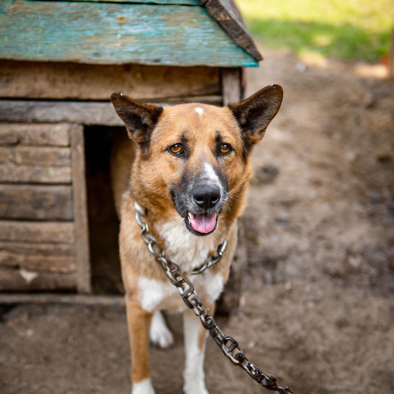 Katowice: Policjanci odebrali kobiecie dwa zaniedbane, wychudzone psy. "Zwierzęta nie miały dostępu do wody ani karmy"