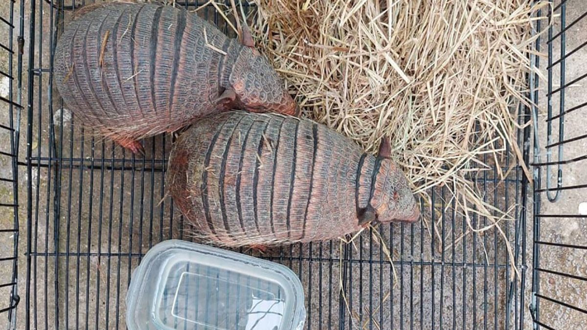 Na nietypowe znalezisko w walizkach natknęli się celnicy