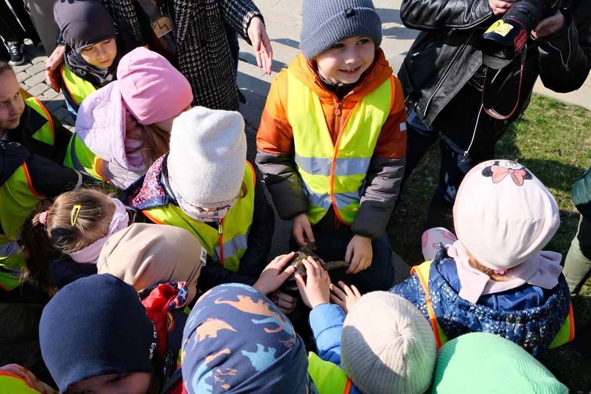Przedszkolaki dotykające koziołka Jędrka przy Zamku Lubelskim