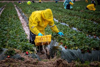 Pracownicy "towarem luksusowym". W sezonie można tu zarobić 16 tys. zł