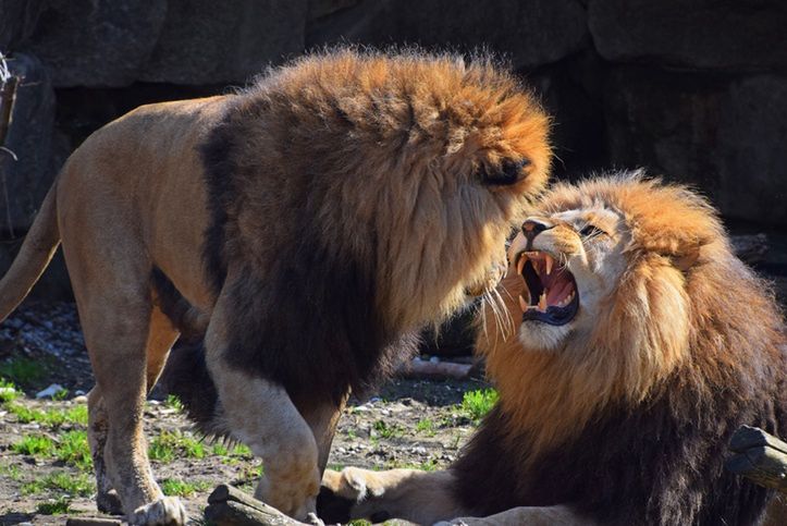 Australia: Lwy rzuciły się na pracowniczkę zoo. 35-latka walczy o życie