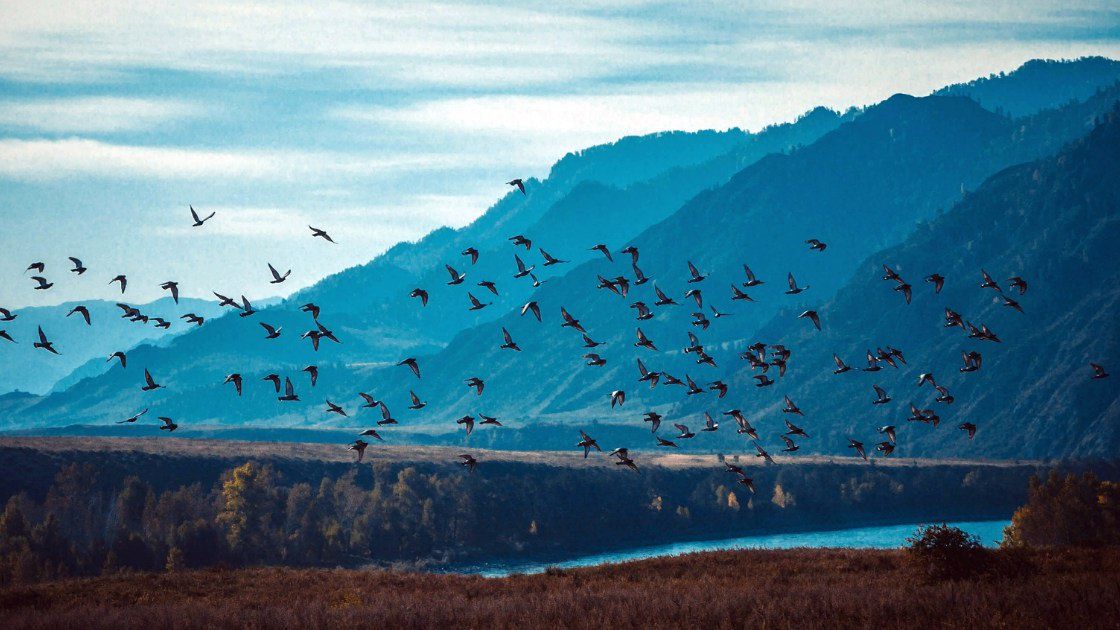 Adaptogeny to kategoria ziół, które pomagają organizmowi dostosować się do zmieniających się warunków.