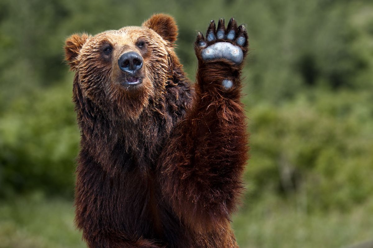 USA. Niedźwiedź znalazł zgubioną kamerkę GoPro. Nagrał film i zrobił kilka selfie (zdjęcie ilustracyjne) 