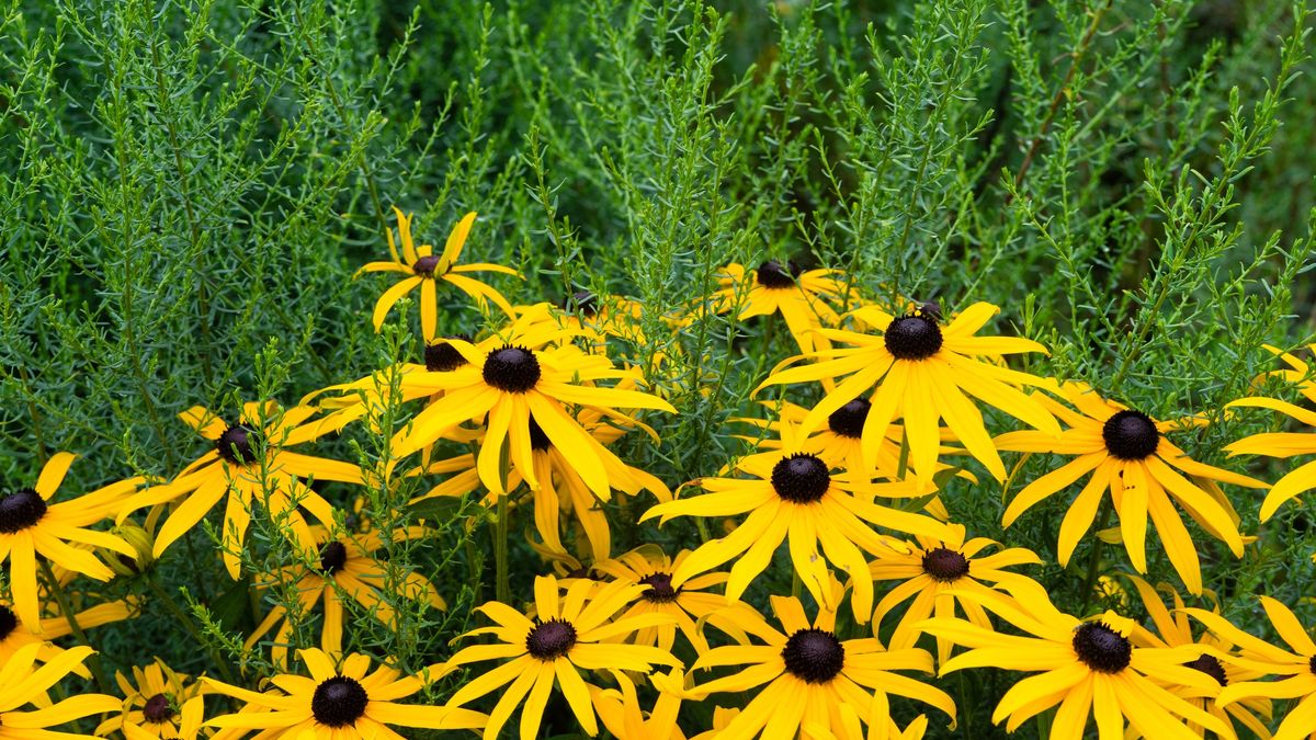 Close-up of yellow daisy flowers
Reinhard Krohne  / 500px