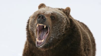 Przeżył atak niedźwiedzia. "Zaczął głośno krzyczeć"