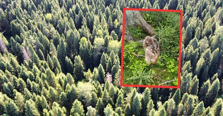 Siedziała w leśnych ostępach. Leśnicy: patrzcie pod nogi