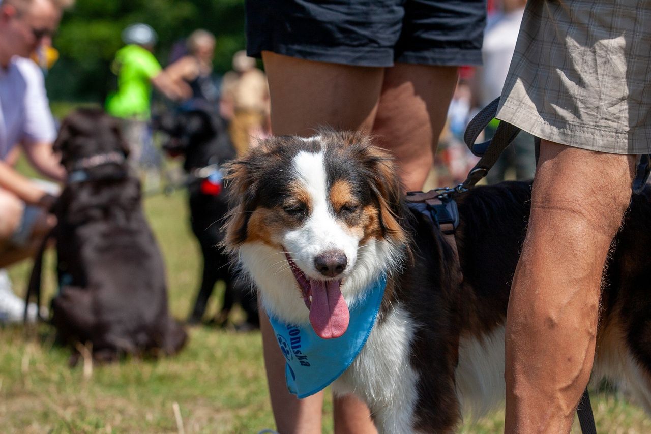 Piknik Dobrych Psów i Ludzi na Rożopolu. Pokazy, bezpłatnie badania i animacje dla dzieci